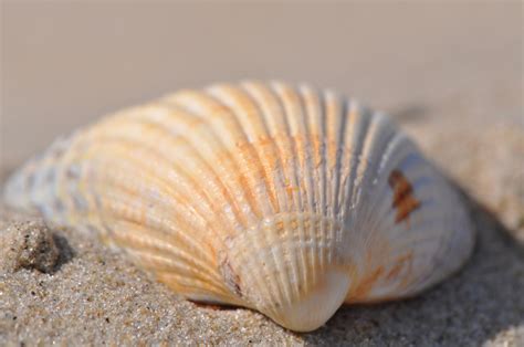  Echte Muschel –  Entdecke das erstaunliche Wesen mit dem perlmuttverschlossenen Geheimnis!