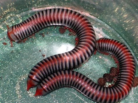  Laos Millipede – Diese erstaunliche Tausendfüßlerin mit unzähligen Beinen erobert Ihr Herz im Sturm!