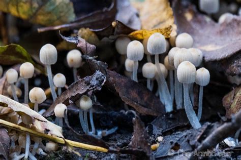  Mikrosporidien - Winzige Pilze mit riesiger Bedeutung für die Tierwelt!