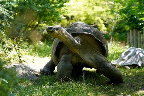 Plattenkoralle: Erfahren Sie alles über die faszinierenden Tiere mit skelettartigen Strukturen, die oft in flachen Gewässern leben!