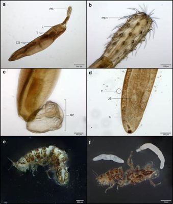  Acanthocephalus! Ein Parasit mit faszinierenden Anpassungen an den Lebensraum