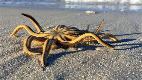  Brandungs-Hundertfüßler: Ein faszinierendes Geschöpf mit vielen Beinen, das im feuchten Sand zu Hause ist!