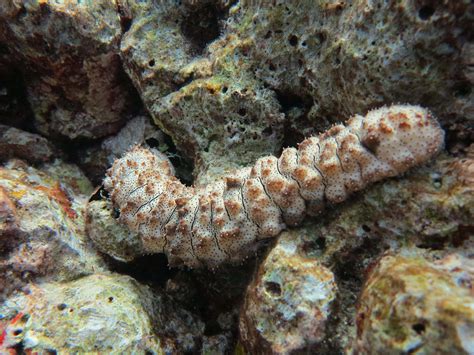  Dendrocoelum! Ein faszinierendes Wurmfischchen mit einem Hang zu Algen und Detritus