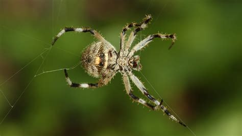  Fennelwebspinne: Ein Meister des Überlebens, dessen Seide stärker ist als Stahlseile!