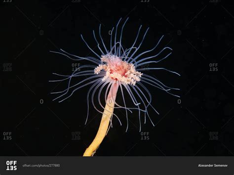 Garvelia:  Ein faszinierender Hydrozoen-Bewohner der Tiefsee mit leuchtenden Tentakeln!