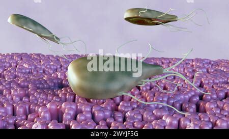  Giardia: Ein mikroskopisches Wunder, das den Darm zum Tanzparkett macht!