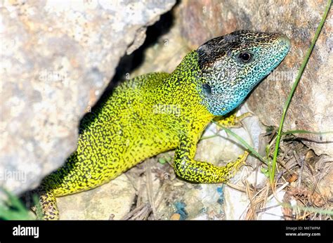  Iberische Smaragd-Eidechse: Ein faszinierendes Reptil mit schillernder Haut und einem flinken Temperament!