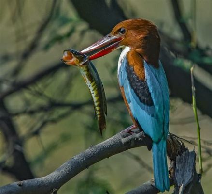  Kingfisher! Wie ein Juwel der Lüfte, flitzt er mit blitzschnellen Reflexen über den Wasserlauf