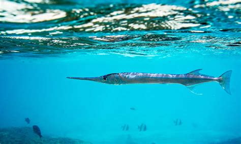  Needlefish! Der schlanke Jäger mit blitzschnellem Angriff