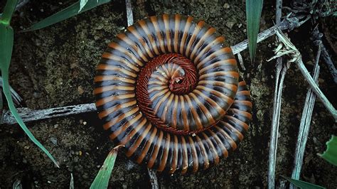  Thai Millipede: Erkundet die faszinierende Welt dieser vielbeinigen Meister der Zersetzung!