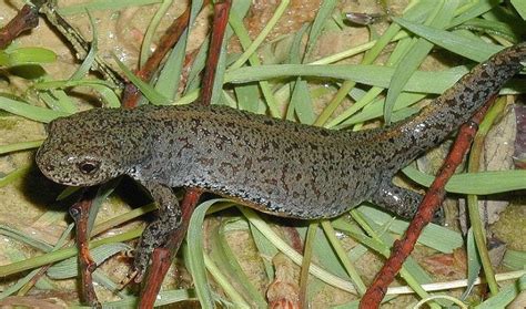  Triton! Ein faszinierender Amphibien-Wanderer mit einer Vorliebe für kristallklares Wasser und schlammige Verstecke