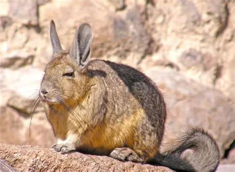  Viscacha! Ein faszinierendes Nagetier mit einer Vorliebe für hohe Lagen und spektakuläre Sprünge