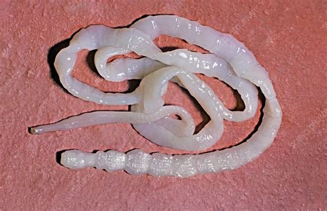  Vivipary Fish Tapeworm:  A Parasite That Breaks All The Rules Of Reproduction!