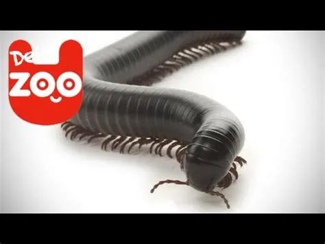  Yusso! Ein Myriapodenmeister der Unterwelt mit vielen Beinen