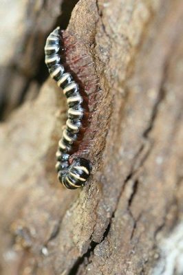  Zebra-Millipede: Ein faszinierender Tausendfüßler mit einem ausgefallenen Namen und noch ausgefallenere Lebensgewohnheiten!